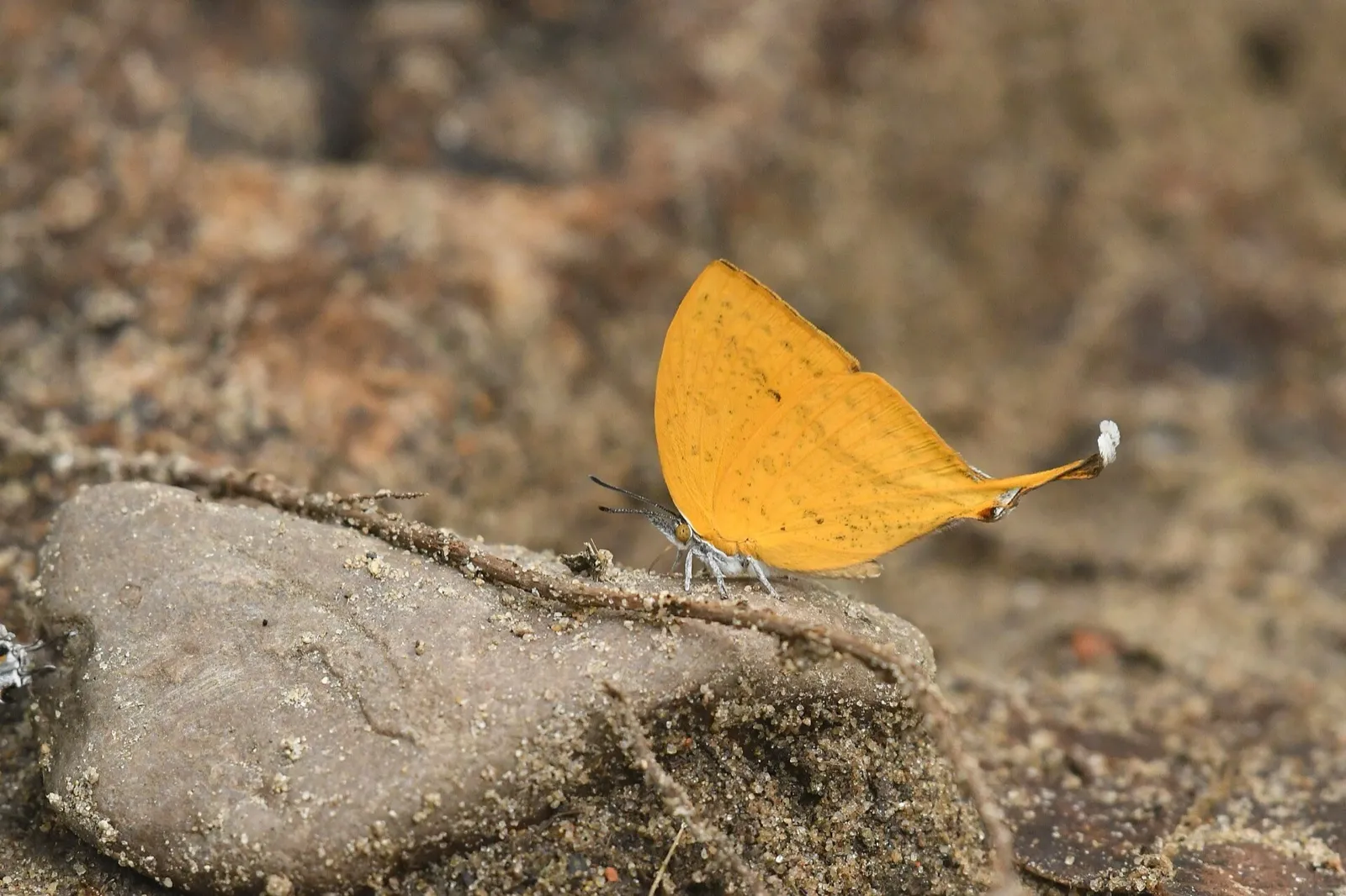 An orange Yamfly butterfly resting on a stone