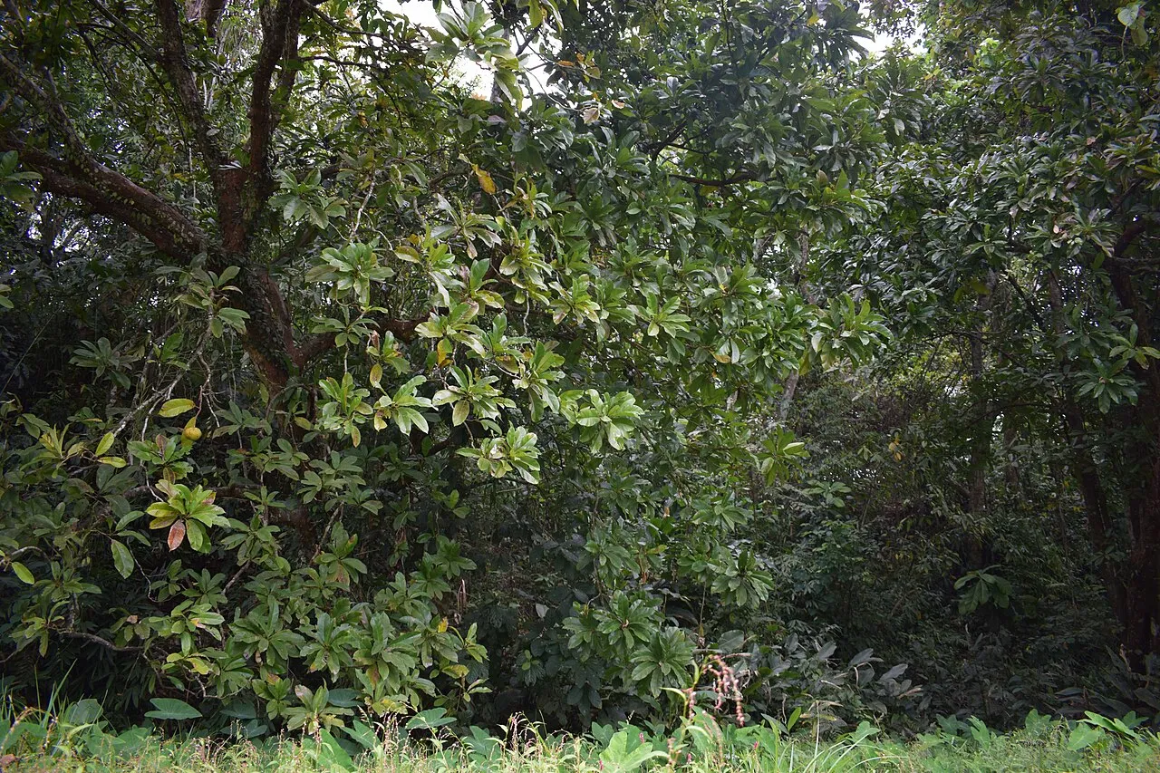 Forest at Behali Reserved Forest