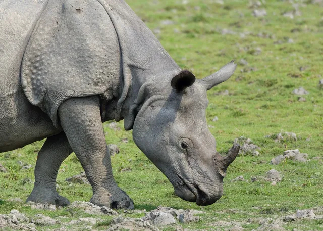 A one-horned rhinoceros grazing in Kaziranga National Park