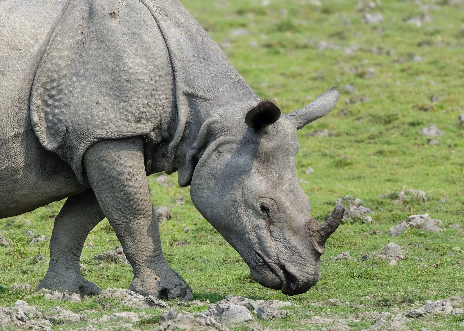 A one-horned rhinoceros grazing in Kaziranga National Park