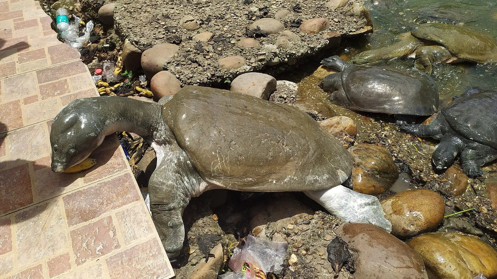 Softshell turtles resting on the steps of the temple pond
