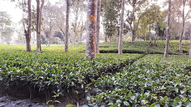 Rows of tea bushes under shade trees on a sunny day
